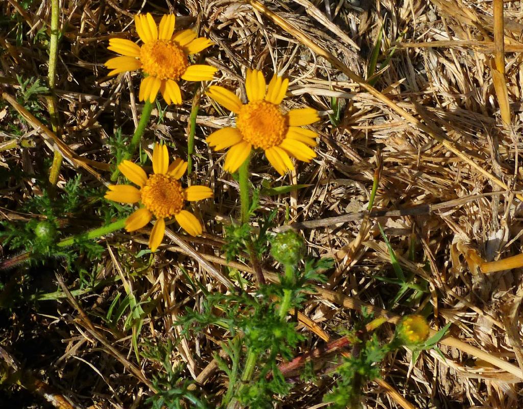 Asteracea romane  - Cladanthus mixtus e Anacyclus radiatus